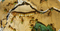 Oecophylla smaragdina haben Mehlkäferlarve erbeutet