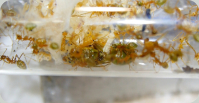 Oecophylla smaragdina im Nest