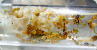Oecophylla smaragdina im Nest