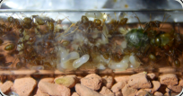 Oecophylla smaragdina im Reagenzglas