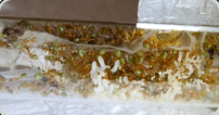 Oecophylla smaragdina im Reagenzglas