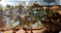 Oecophylla smaragdina im Reagenzglas 