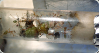 Oecophylla smaragdina im Reagenzglasnest