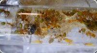Oecophylla smaragdina im Reagenzglasnest
