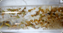 Oecophylla smaragdina im Reagenzglasnest