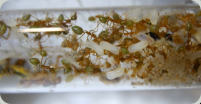 Oecophylla smaragdina im Reagenzglasnest