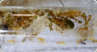 Oecophylla smaragdina im Reagenzglasnest