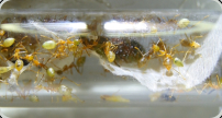 Oecophylla smaragdina im Reagenzglasnest