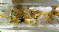 Oecophylla smaragdina im Reagenzglasnest