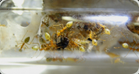Oecophylla smaragdina im Reagenzglasnest