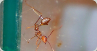 Oecophylla smaragdina in Drohhaltung