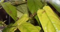 Oecophylla smaragdina in den Blättern