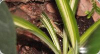 Oecophylla smaragdina in den Blättern