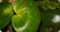 Oecophylla smaragdina in den Blättern
