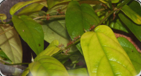 Oecophylla smaragdina in den Blättern