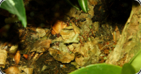 Oecophylla smaragdina in der Streuschicht