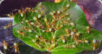 Oecophylla smaragdina kein Zuckerwasser mehr