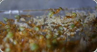 Oecophylla smaragdina mit Larven 