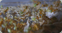 Oecophylla smaragdina mit Larven 