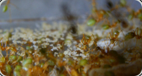 Oecophylla smaragdina mit Larven 