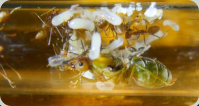 Oecophylla smaragdina mitten in der Brut