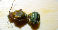 Oecophylla smaragdina tote Königin