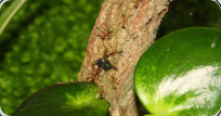 Oecophylla smaragdina transportiren Fliege