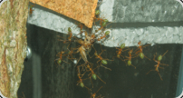 ecophylla smaragdina transportiren Heimchen