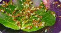 Oecophylla smaragdina trinken Zuckerwasser