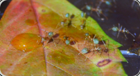Oecophylla smaragdina trinken Zuckerwasser