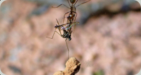 Oecophylla smaragdina ungewöhnlicher Transport