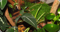 Pflanzen im Terrarium
