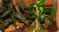 Pflanzen im Terrarium