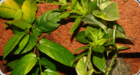 Pflanzen im Terrarium