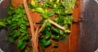 Pflanzen im Terrarium