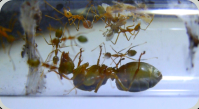 Tote Oecophylla smaragdina Königin
