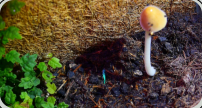 Wieder ein Pilz