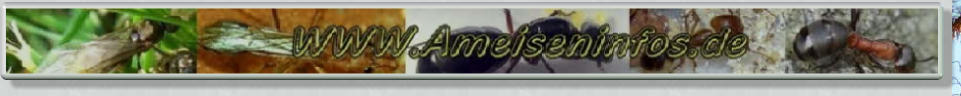 Ameiseninfos, Ameisenberichte