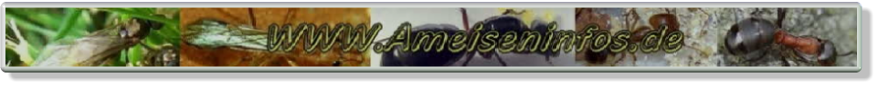 Ameiseninfos, Ameisenberichte