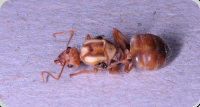 Oecophylla longinoda Königin 