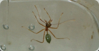 Oecophylla smaragdina Arbeiterin