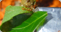 Oecophylla smaragdina Arbeiterin