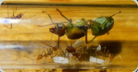 Oecophylla smaragdina Königin 