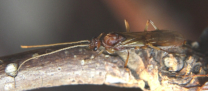 Pachycondyla apicalis  Männchen