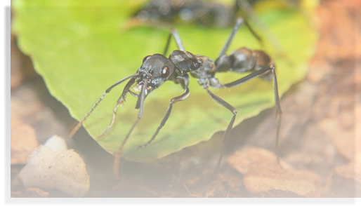 Pachycondyla apicalis  Ameisenhaltung, Ameisenhaltungsbericht