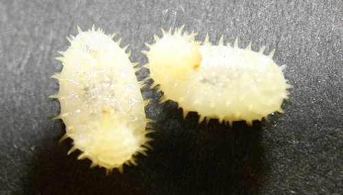 Pachycondyla apicalis  Larven