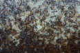 Pheidole sinica