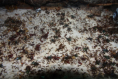 Pheidole sinica
