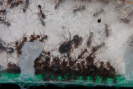 Pheidole sinica