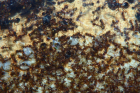 Pheidole sinica
